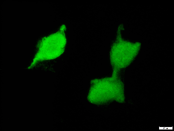 mScarlet Goat Polyclonal Antibody