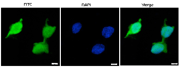 mScarlet Goat Polyclonal Antibody