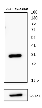 mScarlet Mouse Monoclonal Antibody
