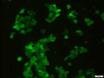 mScarlet Mouse Monoclonal Antibody