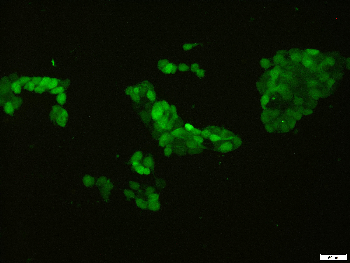 mScarlet Rabbit Polyclonal Antibody