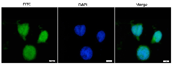mScarlet Rabbit Polyclonal Antibody