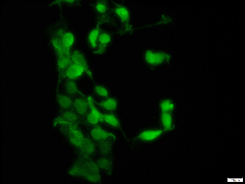 mCherry Rabbit Polyclonal Antibody