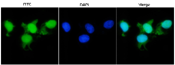 mCherry Rabbit Polyclonal Antibody