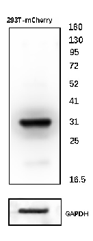 mCherry Rabbit Polyclonal Antibody