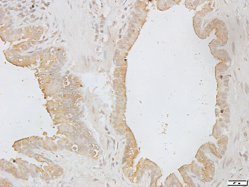 CD13 Rabbit Polyclonal Antibody