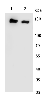 CD13 Rabbit Polyclonal Antibody