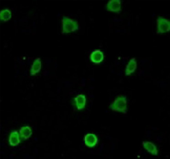 CD13 Rabbit Polyclonal Antibody