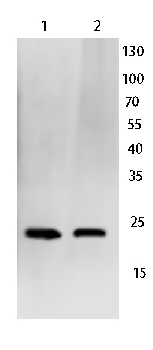 ARF6 Rabbit Polyclonal Antibody