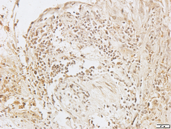 Calnexin Rabbit Polyclonal Antibody