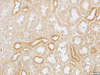 Calnexin Rabbit Polyclonal Antibody