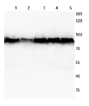 Calnexin Rabbit Polyclonal Antibody
