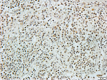 Caspase 3 Rabbit Polyclonal Antibody