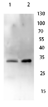 Caspase 3 Rabbit Polyclonal Antibody