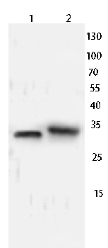 CDC2 Rabbit Polyclonal Antibody