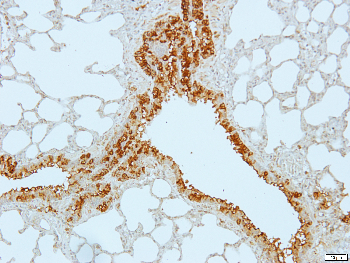 Creatine Kinase M Rabbit Polyclonal Antibody