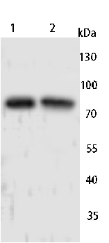 CNGA2 Rabbit Polyclonal Antibody