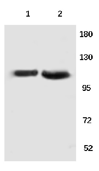 XPO2 Rabbit Polyclonal Antibody