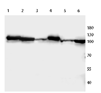 Catenin alpha 1/2 Rabbit Polyclonal Antibody
