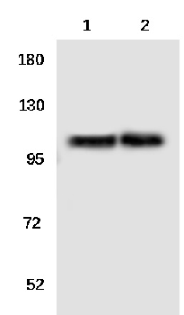 EIF4G2 Rabbit Polyclonal Antibody