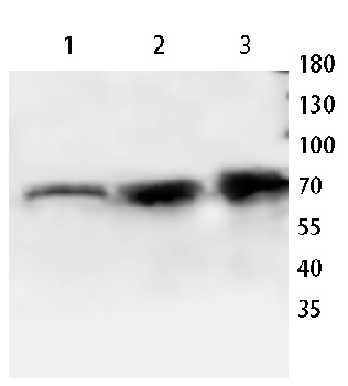 GAD1/2 Rabbit Polyclonal Antibody