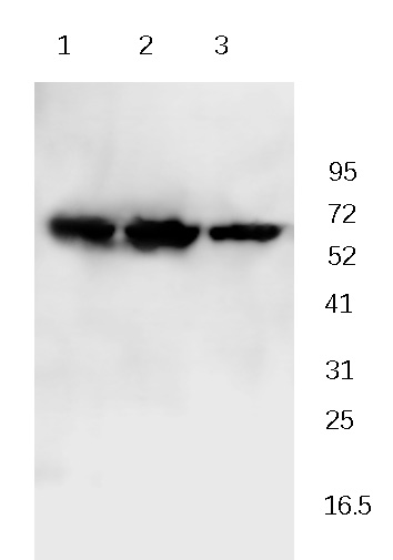 HSP60 Rabbit Polyclonal Antibody