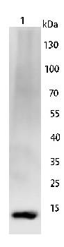 S100-A1 Rabbit Polyclonal Antibody