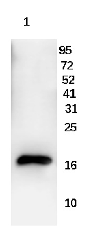 Histone H3 (Acetyl-K9) Rabbit Polyclonal Antibody