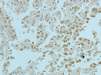 Histone H3 (Acetyl-K9) Rabbit Polyclonal Antibody