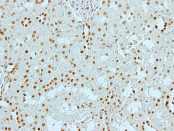 Histone H3 (Acetyl-K9) Rabbit Polyclonal Antibody