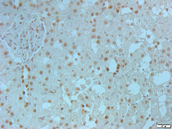 Histone H3 (Acetyl-K9) Rabbit Polyclonal Antibody
