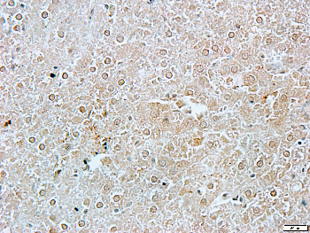 CDC37 Rabbit Polyclonal Antibody