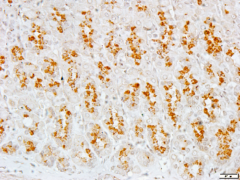 CDC37 Rabbit Polyclonal Antibody
