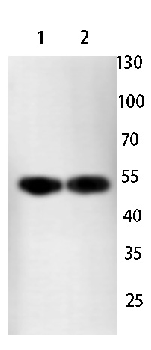 CDC37 Rabbit Polyclonal Antibody