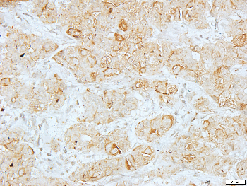 Histone H4 Rabbit Polyclonal Antibody