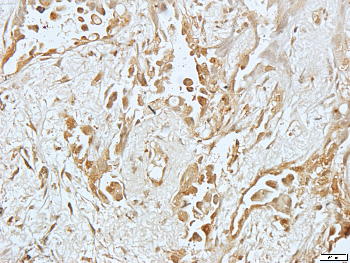 Histone H4 Rabbit Polyclonal Antibody