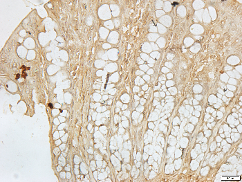 Histone H4 Rabbit Polyclonal Antibody