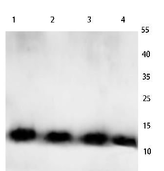 Histone H4 Rabbit Polyclonal Antibody