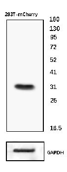 mCherry Recombinant Rabbit Monoclonal Antibody