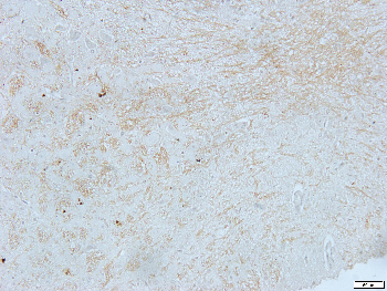 GPR13 Rabbit Polyclonal Antibody