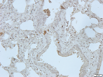 GPR13 Rabbit Polyclonal Antibody