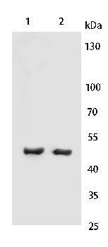 GPR13 Rabbit Polyclonal Antibody