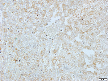 Apolipoprotein L3 Rabbit Polyclonal Antibody