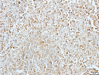 Apolipoprotein L3 Rabbit Polyclonal Antibody