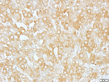 Apolipoprotein L3 Rabbit Polyclonal Antibody
