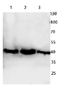 Apolipoprotein L3 Rabbit Polyclonal Antibody