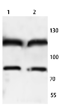 Alpha-adducin Rabbit Polyclonal Antibody