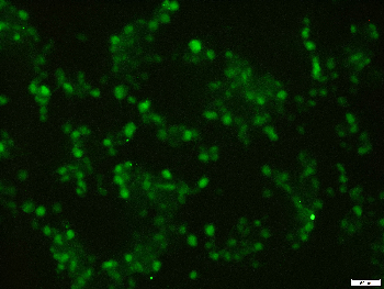 mCherry Mouse Monoclonal Antibody