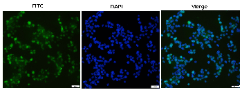 mCherry Mouse Monoclonal Antibody