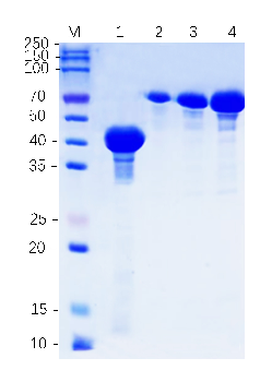 Human beta Actin protein